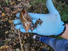 DAGMA promueve manejo y control del Caracol africano 