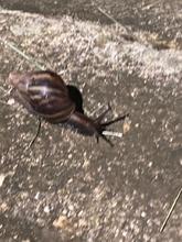 DAGMA promueve manejo y control del Caracol africano 