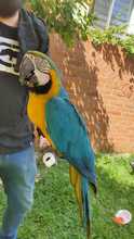 Dagma rescata guacamaya en conjunto residencial al sur de Cali