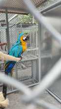 Dagma rescata guacamaya en conjunto residencial al sur de Cali