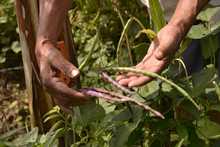 Alimentos org&aacute;nicos, la apuesta de los agricultores de &lsquo;La Gloria&rsquo; en el mercado campesino 