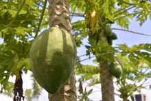 Alimentos org&aacute;nicos, la apuesta de los agricultores de &lsquo;La Gloria&rsquo; en el mercado campesino 