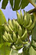 Alimentos org&aacute;nicos, la apuesta de los agricultores de &lsquo;La Gloria&rsquo; en el mercado campesino 