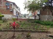 En el D&iacute;a Mundial del Medio Ambiente: una Cali que se levanta por la vida