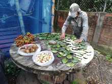 La recolecci&oacute;n de semillas, primer paso para sembrar vida en Cali