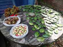 La recolecci&oacute;n de semillas, primer paso para sembrar vida en Cali