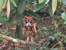 Tras recuperaci&oacute;n, b&uacute;ho rayado y &aacute;guila coliblanca fueron liberados por el Dagma