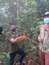 Tras recuperaci&oacute;n, b&uacute;ho rayado y &aacute;guila coliblanca fueron liberados por el Dagma