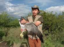 Tras recuperaci&oacute;n, b&uacute;ho rayado y &aacute;guila coliblanca fueron liberados por el Dagma