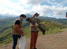 Tras recuperaci&oacute;n, b&uacute;ho rayado y &aacute;guila coliblanca fueron liberados por el Dagma