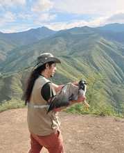 Tras recuperaci&oacute;n, b&uacute;ho rayado y &aacute;guila coliblanca fueron liberados por el Dagma