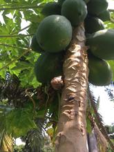 Una  amenaza que enfrentar en cualquier lugar del distrito de Santiago de Cali.