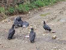Dagma adelanta jornadas de educaci&oacute;n ambiental y limpieza en la quebrada Guarr&uacute;s