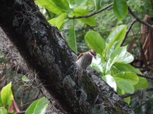 Con una &lsquo;pajareada&rsquo; nos sumamos a la protecci&oacute;n de la biodiversidad cale&ntilde;a