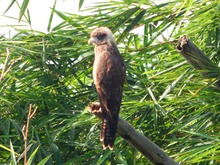 Con una &lsquo;pajareada&rsquo; nos sumamos a la protecci&oacute;n de la biodiversidad cale&ntilde;a