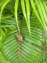 Contin&uacute;a control y manejo del caracol africano en comunas de Cali