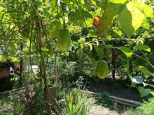 Huertas para la vida, un proyecto m&aacute;s all&aacute; de la soberan&iacute;a alimentaria