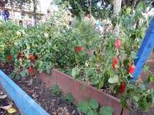 Huertas para la vida, un proyecto m&aacute;s all&aacute; de la soberan&iacute;a alimentaria