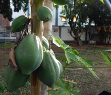 Huertas para la vida, un proyecto m&aacute;s all&aacute; de la soberan&iacute;a alimentaria