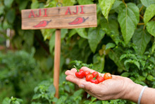 Huertas para la vida, un proyecto m&aacute;s all&aacute; de la soberan&iacute;a alimentaria