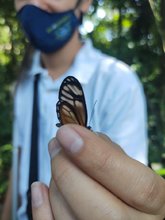 Cali, ciudad de las mariposas