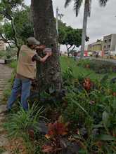 DAGMA atiende situaci&oacute;n de riesgo con &aacute;rbol de gran tama&ntilde;o  