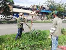Siembra y restauraci&oacute;n de zonas verdes en nuestra amada Cali 