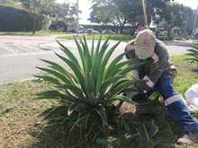 Siembra y restauraci&oacute;n de zonas verdes en nuestra amada Cali 