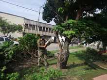 Siembra y restauraci&oacute;n de zonas verdes en nuestra amada Cali 