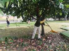 Siembra y restauraci&oacute;n de zonas verdes en nuestra amada Cali 