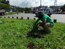 Siembra y restauraci&oacute;n de zonas verdes en nuestra amada Cali 