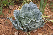 Hoy celebramos el D&iacute;a Mundial del Suelo y la Tierra F&eacute;rtil