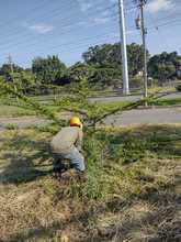 Dagma recupera corredor arb&oacute;reo del Puente de los Mil D&iacute;as