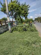 Dagma recupera corredor arb&oacute;reo del Puente de los Mil D&iacute;as