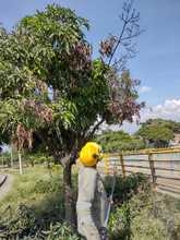 Dagma recupera corredor arb&oacute;reo del Puente de los Mil D&iacute;as