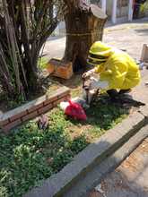 Rescatan reina en el norte de Cali