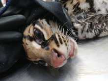 Ocelote llevado al Hogar de Paso presenta buenas condiciones de salud