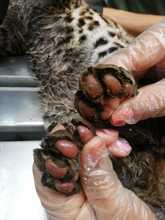 Ocelote llevado al Hogar de Paso presenta buenas condiciones de salud