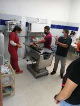 Ocelote llevado al Hogar de Paso presenta buenas condiciones de salud