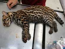 Ocelote llevado al Hogar de Paso presenta buenas condiciones de salud