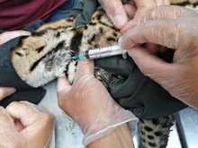 Ocelote llevado al Hogar de Paso presenta buenas condiciones de salud