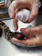 Ocelote llevado al Hogar de Paso presenta buenas condiciones de salud