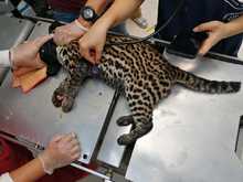 Ocelote llevado al Hogar de Paso presenta buenas condiciones de salud