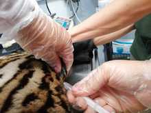 Ocelote llevado al Hogar de Paso presenta buenas condiciones de salud