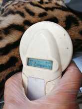 Ocelote llevado al Hogar de Paso presenta buenas condiciones de salud