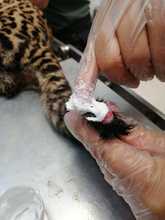 Ocelote llevado al Hogar de Paso presenta buenas condiciones de salud