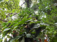 Los bosques tropicales, esenciales para la vida en la Tierra