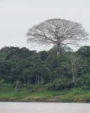 Los bosques tropicales, esenciales para la vida en la Tierra