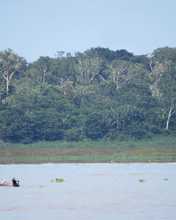 Los bosques tropicales, esenciales para la vida en la Tierra