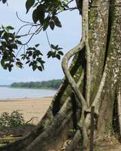 Los bosques tropicales, esenciales para la vida en la Tierra